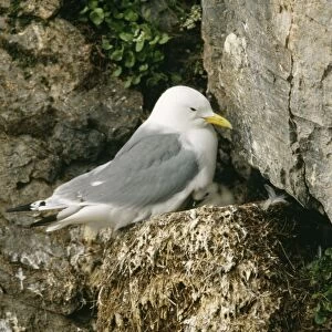 Kittiwake Parent at nest with chick