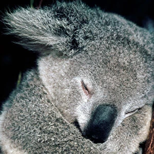 Koala asleep in tree. Australia