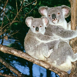 Koala - mother & baby