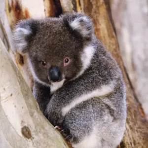 Koala in Tree Print, JPF-12861 Koala in Tree Print, JPF-12861
