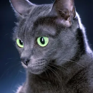 Gato Korat Gato Korat