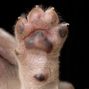 Labrador - underside of puppies paw