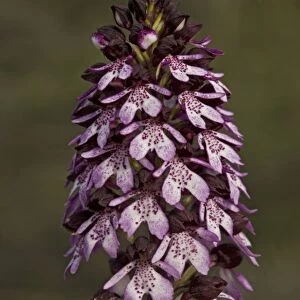 Lady orchid. Very rare in UK