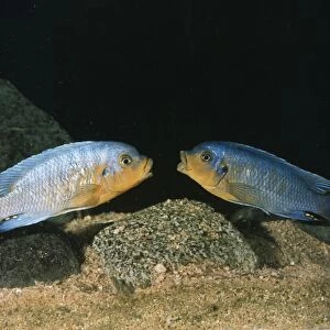 Lake Malawi Fish / Cichlid - sexual rivalry between males, mouth fighting. Fish on right losing brightness as he loses battle