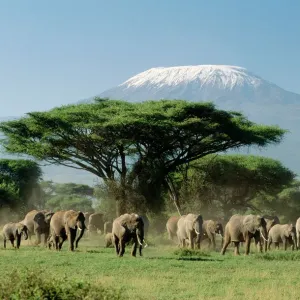 African Elephant Print, Amboseli National Park African Elephant Print, Amboseli National Park