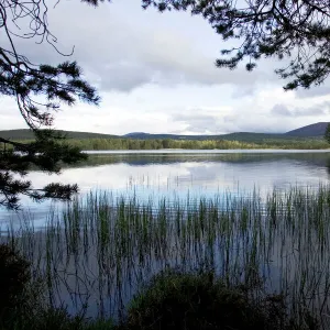 Late spring evening Loch Garten - RSPB Abernethy Forest Nature Reserve Strathspey, Scotland UK