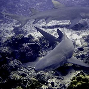 Lemon Sharks Dangerous. 3 meters long Moorea, French Polynesia