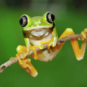 Tropical Frogs Collection: Related Images