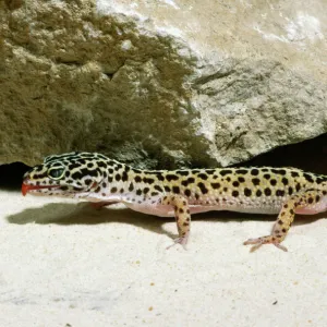 Lizards Collection: Geckos