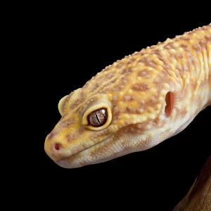 Leopard Gecko - Albino mutation - Middle East - India