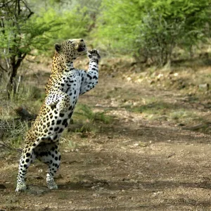 Leopard Namibia