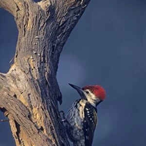 Lesser Goldenbacked / Golden-backed Woodpecker / Black-rumped Flameback - Scouting for nesting site, Keoladeo National Park, India