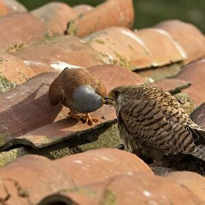 Lesser Kestrel - male and female taking food from each other. Caceres - Extramadura - Spain