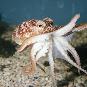 Lesser Octopus UK coasts