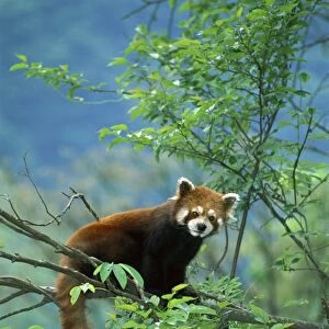 Lesser / Red Panda - In tree - Wolong Reserve - Sichuan - China JPF37054