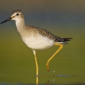 Lesser Yellowlegs - at Jamaica Bay Refuge in Queens NY in August. USA
