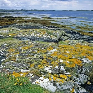 Lichen covered rocks and seashore at Aillebrock, Nr Clifden, Connemara, Eire