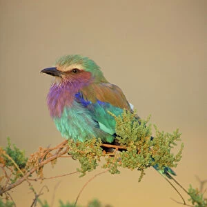 Rollers Collection: Lilac Breasted Roller