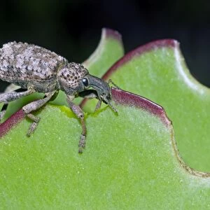 Lily Weevil - feeding on leaves of Pig's Ears (Cotyledon orbiculata) - Grahamstown, Eastern Cape, South Africa