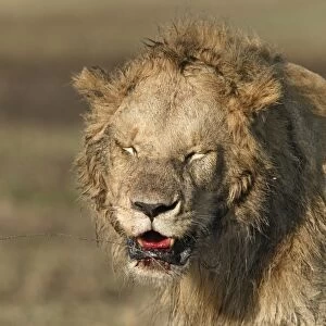 Lion - with blood around mouth. Maasai Mara National Park - Kenya - Africa
