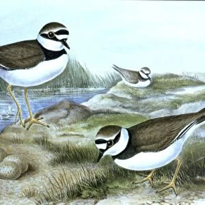 Lithograph Illustration: Little ringed Plover- from J Gould Birds of Great Britain 1862-73