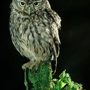 Little Owl at night