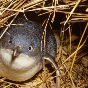 Penguins Collection: Little Penguin