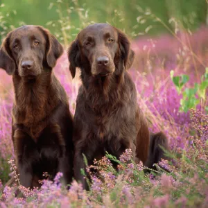 Liver Flat-coated Retriever Dogs