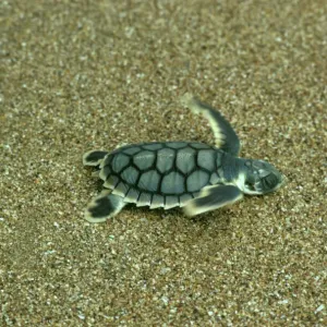 Loggerhead Turtle Hatchling Print, Mon Repos Beach, Australia Loggerhead Turtle Hatchling Print, Mon Repos Beach, Australia