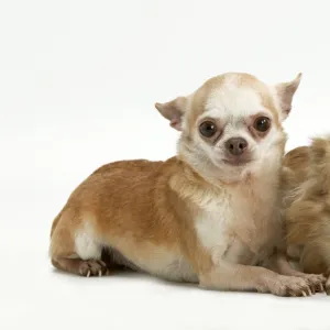 Toy Jigsaw Puzzle Collection: Chihuahua Long Coat