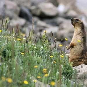 Sciuridae Collection: Long-tailed Marmot