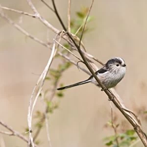 Long tailed tit – on twig near nest Bedfordshire UK 003924