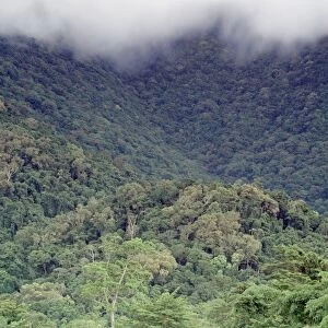 Lowland tropical rainforest Cape Tribulation Section, Daintree National Park, Queensland, Australia, wet season JFL00140