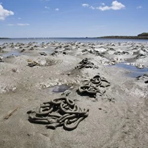 Lugworm - casts on a beach. Cornwall, UK