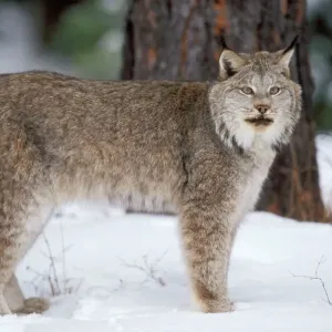 Canadian Lynx Print Canadian Lynx Print