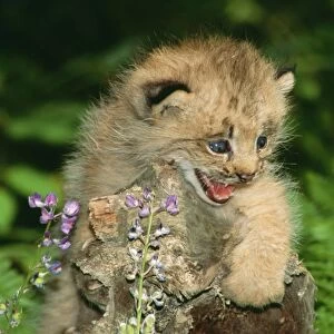 Lynx CLA 408 Kitten, snarling, Montana, USA. Felis lynx © Mary Clay / ARDEA LONDON