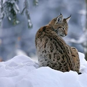 Lynx in winter forest Bavarian Forest National Park, Germany
