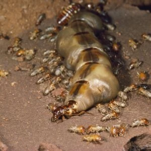 Macro Termite Queen East Africa