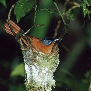 Madagascar Paradise Flycatcher - female on nest - Madagascar