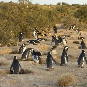 Magellanic Penguin colony Cabo dos Bahias Provincial Reserve, Chubut Province, Patagonia, Argentina