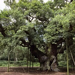 Major Oak - with support props - Sherwood Forest - Nottinghamshire - England