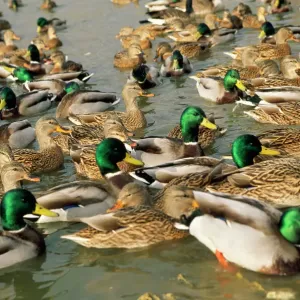 Mallard Duck
