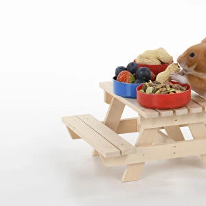 MAMMAL. Pet Hamster, eating lunch on a picnic bench, studio