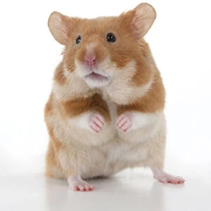 MAMMAL. Pet Hamster, standing on back legs, looking around, studio