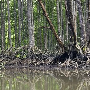 Mangrove forest in the valley of a river in Sabang National Park, Sabang, Palawan, Philippines. February. Ph41. 1275