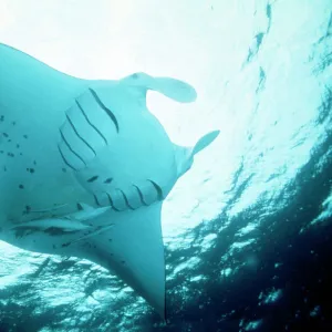 Manta Ray - with Remora on underside, in feeding mode. showing disected gill slits Red Sea