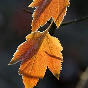 Maple leaves - back-lit and edged with frost. Kent garden - UK. November