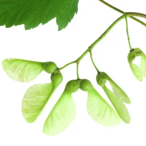 Maple tree - close-up of leaves & seeds