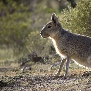 MARA / Patagonian Hare / Patagonian Cavy Range: Argentina, west - central Provinces and Patagonia. Photographed in Chubut Province