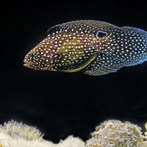 Marine Betta Fish
